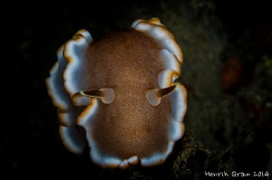 Chromodoris by Henrik Gram Rasmussen 